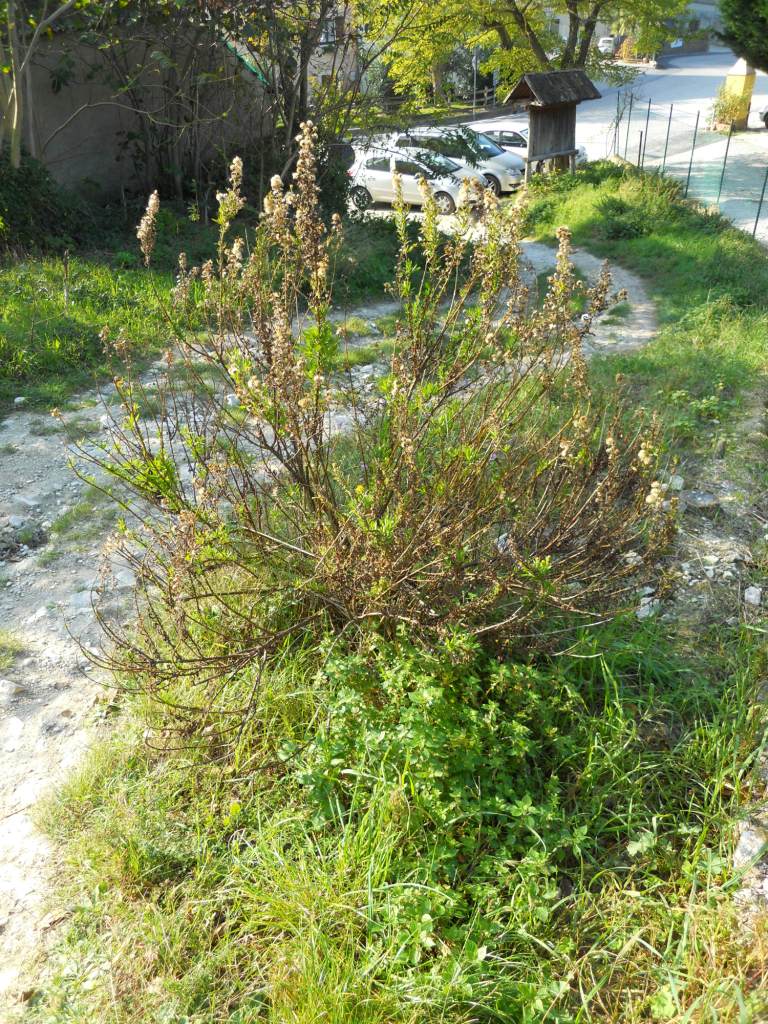 Dittrichia viscosa